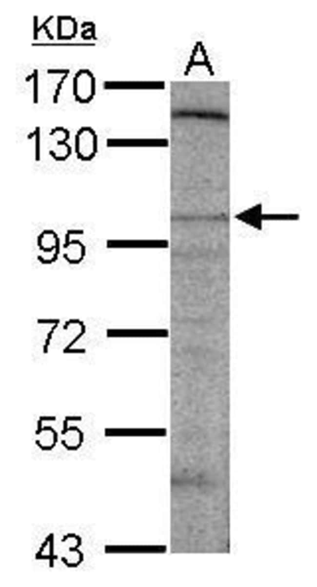 100uL Polyclonal antibody, Dlgap2, host