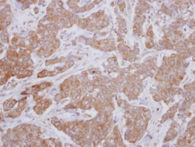 100uL Polyclonal antibody, MAP3K12, host