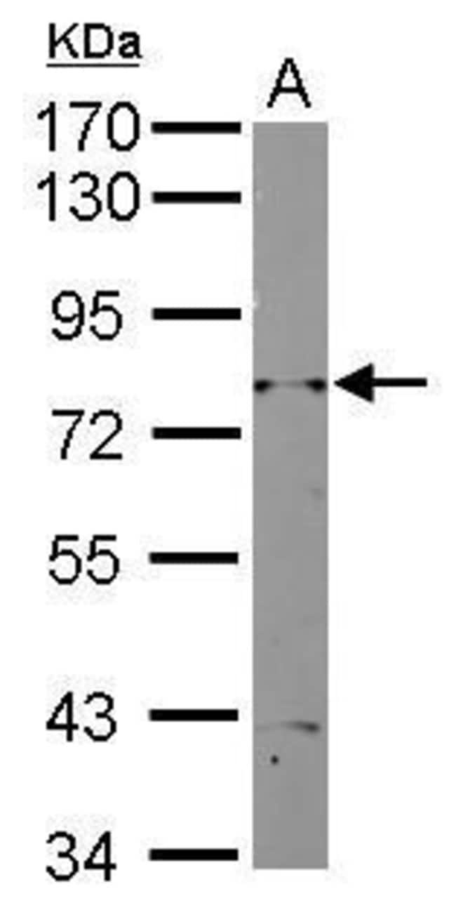 100uL Polyclonal antibody, RAD3, host ra