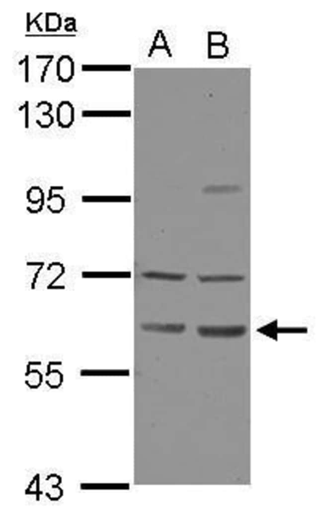 100uL Polyclonal antibody, ZNF350, host