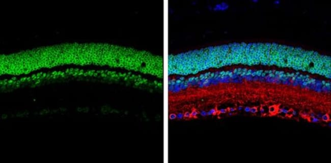 100uL Polyclonal antibody, CORD2, host r