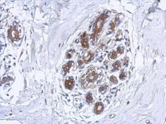 100uL Polyclonal antibody, FAAH, host ra
