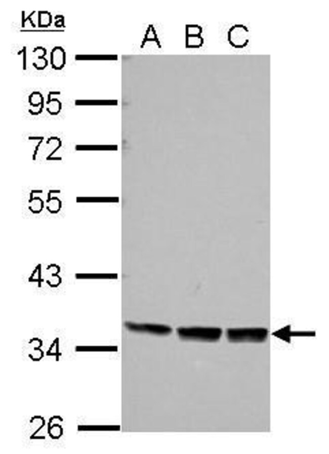 100uL Polyclonal antibody, protor1, host