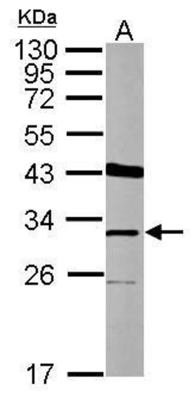 100uL Polyclonal antibody, THAP11, host