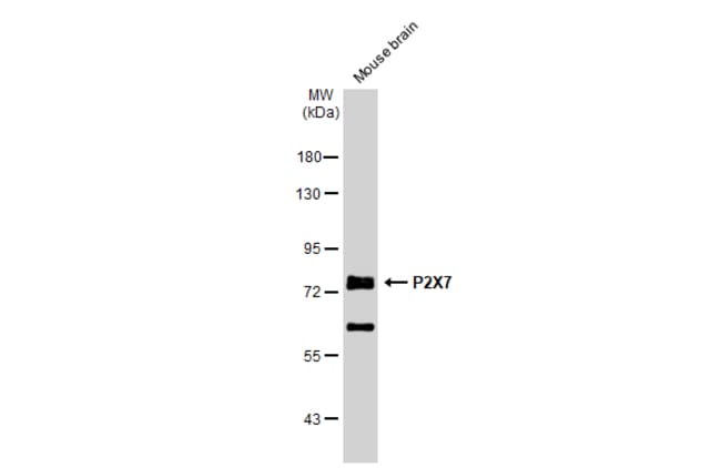 100uL Polyclonal antibody, P2rx7, host r