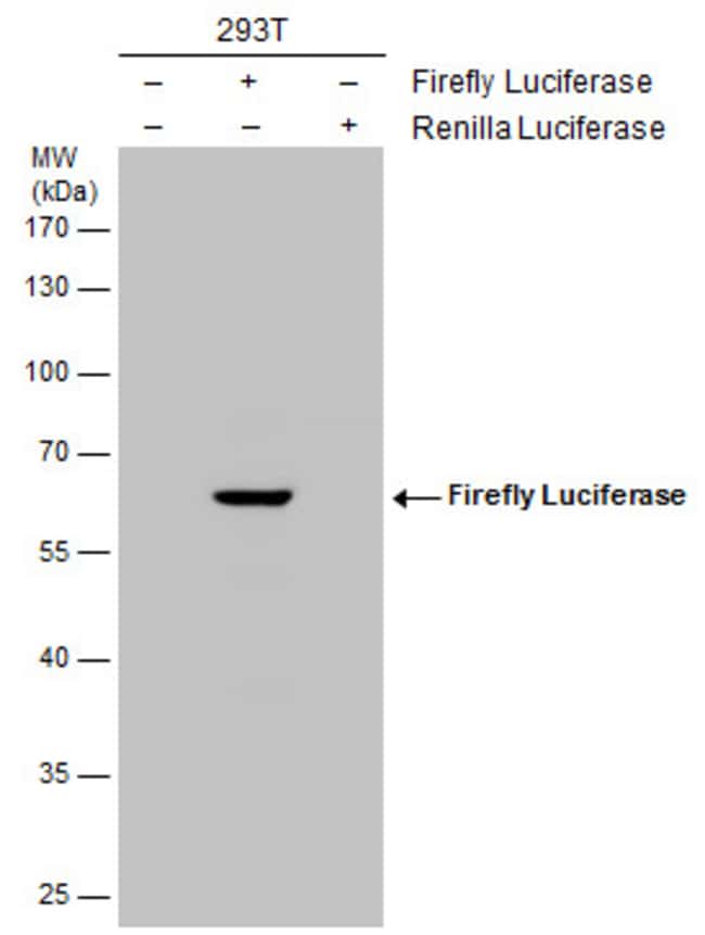 100uL Polyclonal antibody, firefly lucif