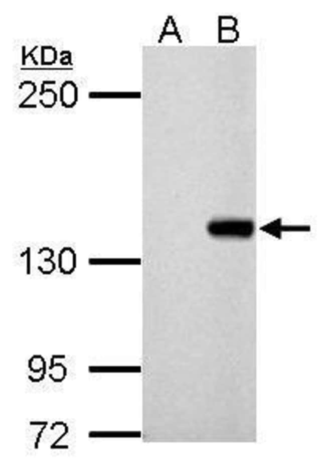100uL Polyclonal antibody, DNMT3B, host