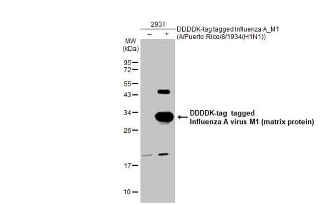 100uL Polyclonal antibody, influenza A v