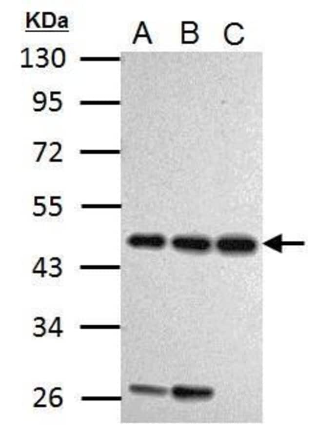 100uL Polyclonal antibody, cyclin I, hos