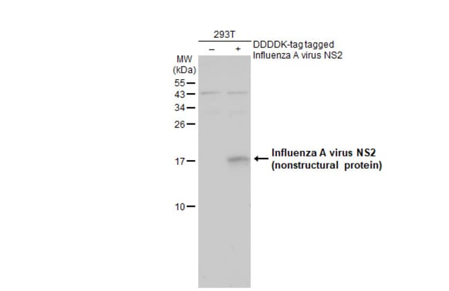 100uL Polyclonal antibody, influenza A v