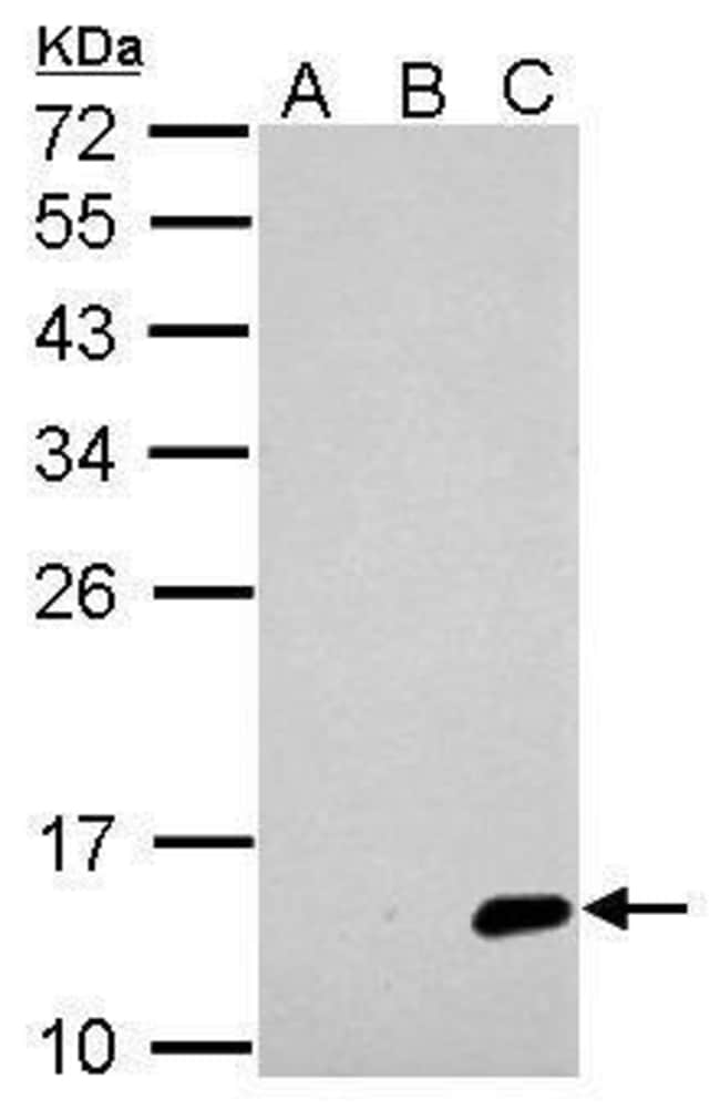 ANTI-NS2B (JAPANESE ENCEPHALITIS VIRUS)