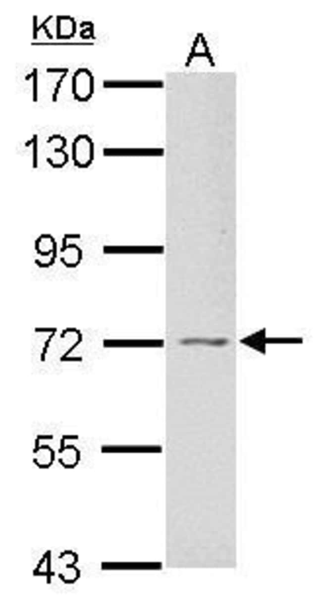 100uL Polyclonal antibody, GRB10, host r