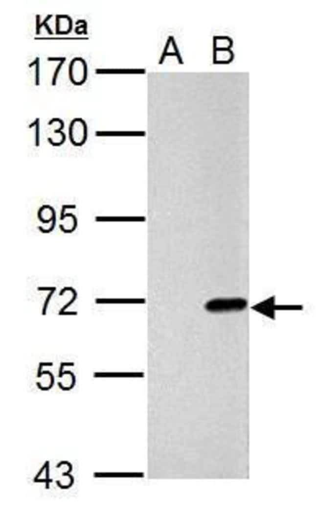 100uL Polyclonal antibody, cre, host rab