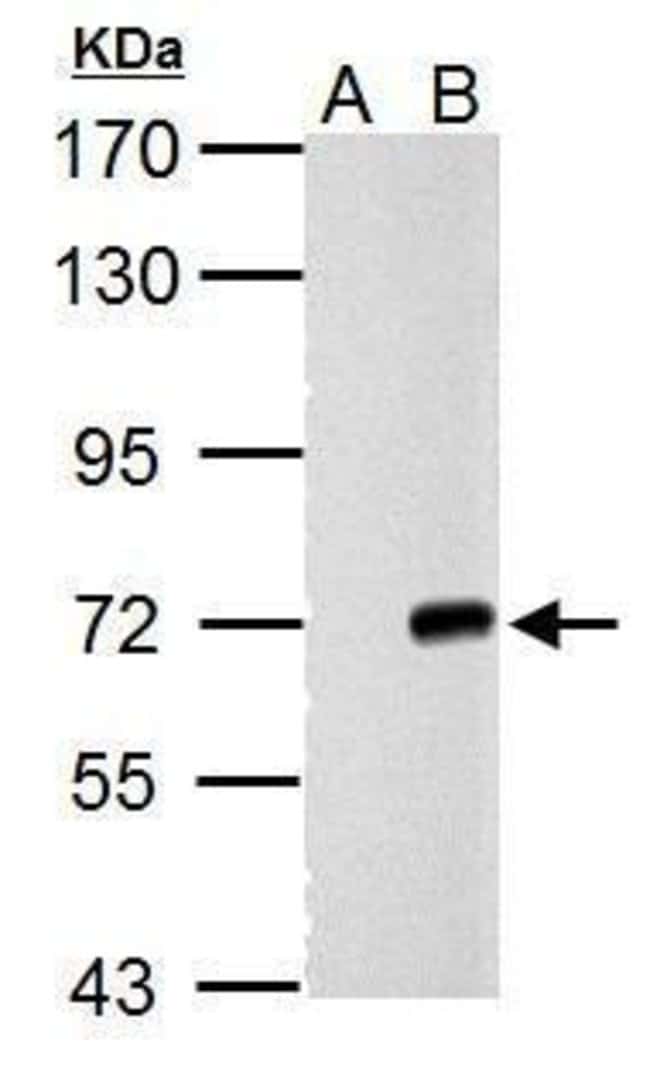 100uL Polyclonal antibody, cre, host rab