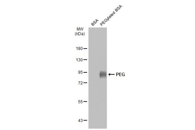100uL Polyclonal antibody, PEG, host rab