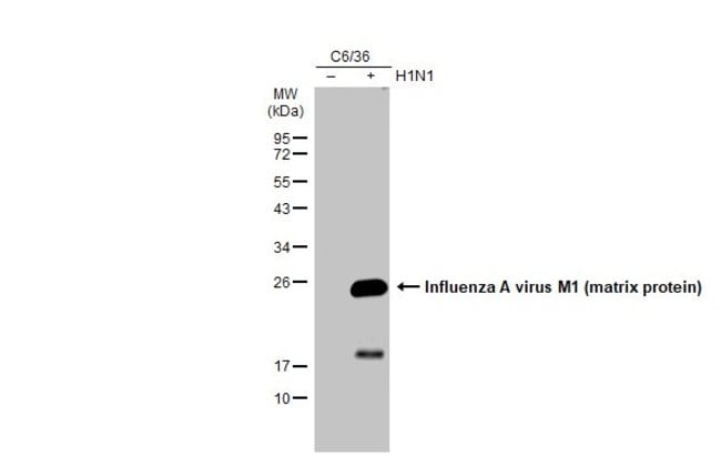 100uL Polyclonal antibody, influenza A v