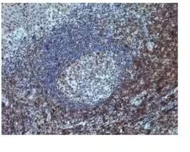 500uL Polyclonal antibody, CD7, host rab