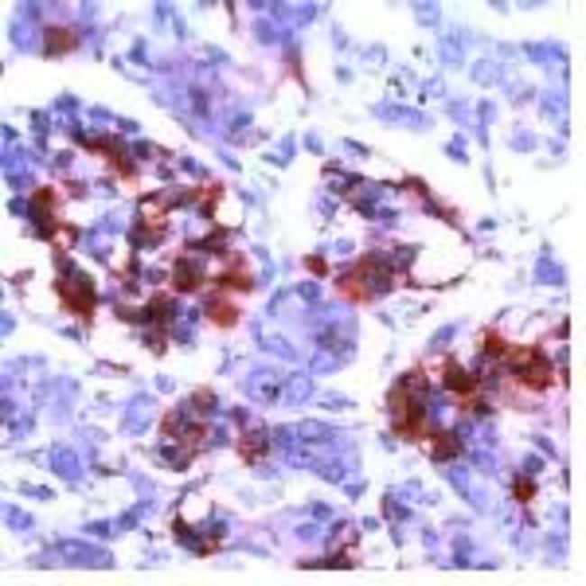 500uL Polyclonal antibody, CD99/MIC2, ho
