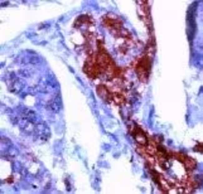 500uL Polyclonal antibody, neuron Specif