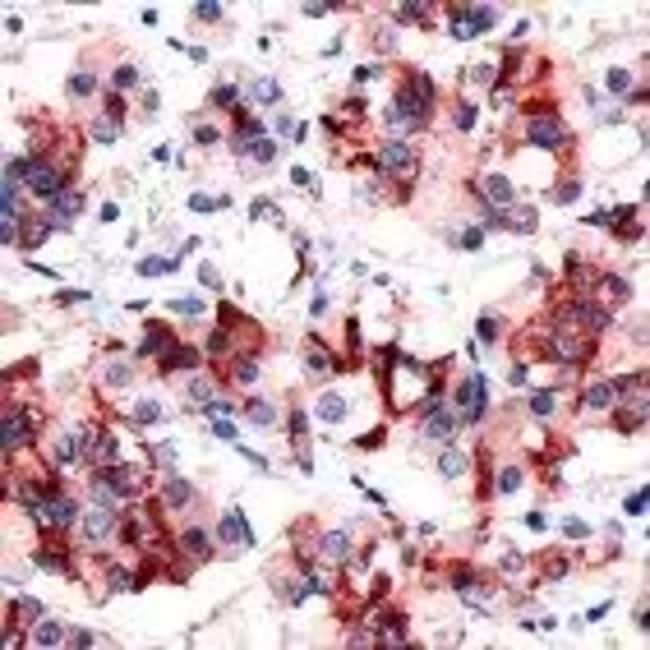 500uL Polyclonal antibody, prolactin, ho