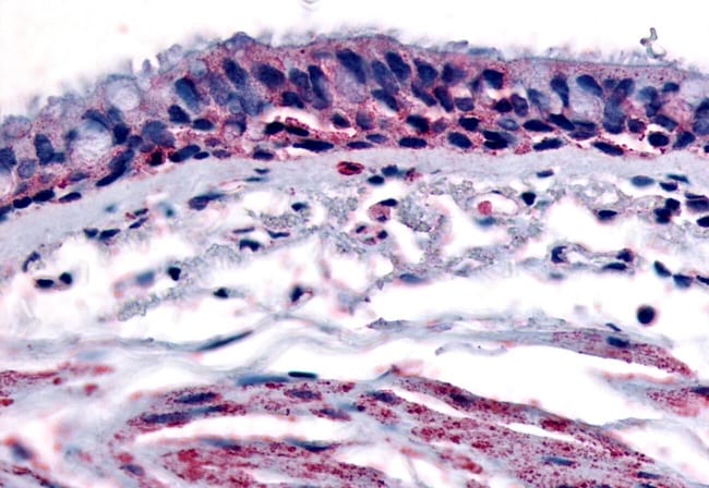 AHR POLYCLONAL ANTIBODY, 50 µG