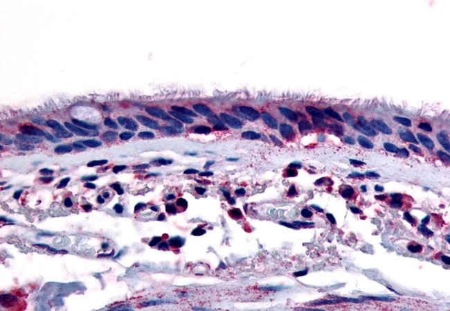 AHR POLYCLONAL ANTIBODY, 50 µG