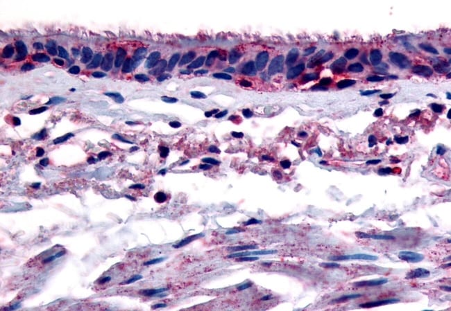 AHR POLYCLONAL ANTIBODY, 50 µG