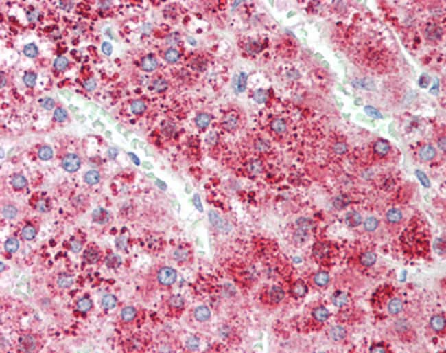 100 UG Apolipoprotein D Antibody