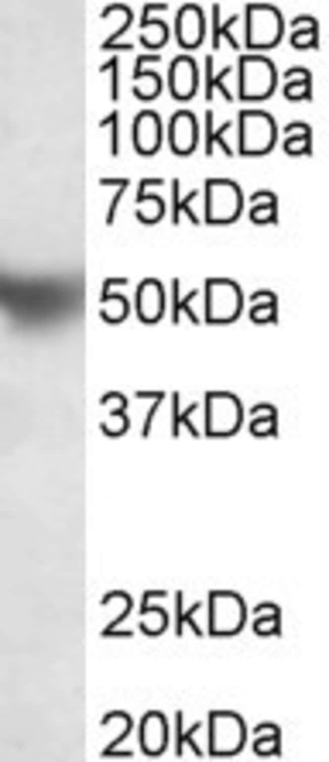 100 UG Apolipoprotein H Antibody