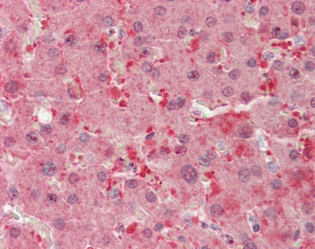 100 UG Flavin reductase Antibody