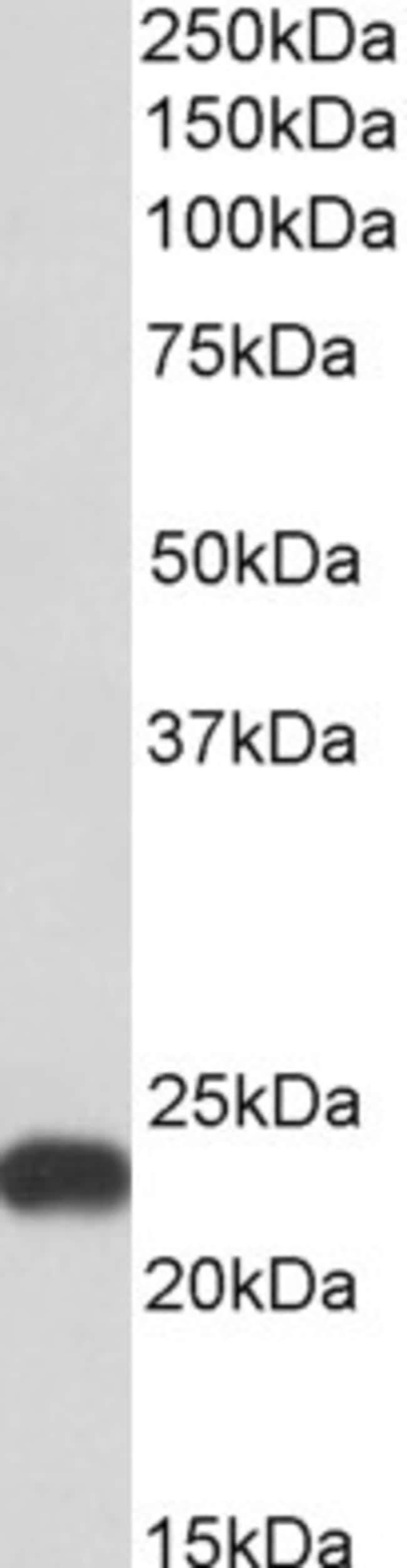 100 UG Flavin reductase Antibody