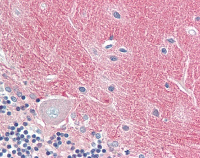 100 UG Contactin 1 / CNTN1 Antibody