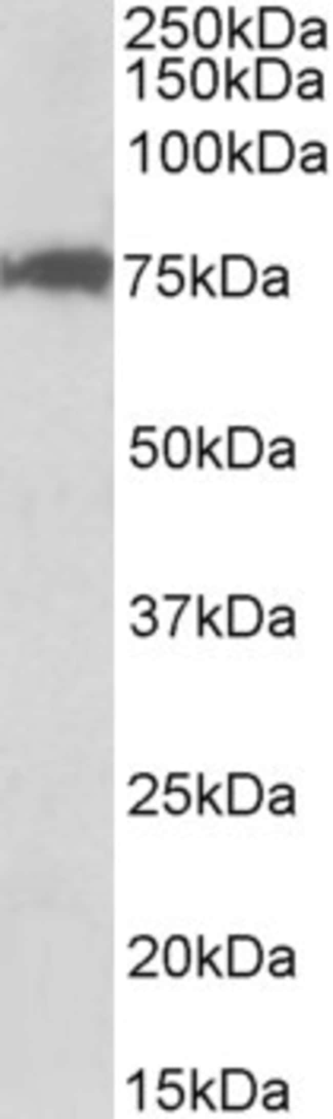 100 UG CSTF3 Antibody