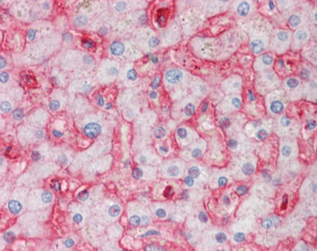 100 UG Stomatin Antibody