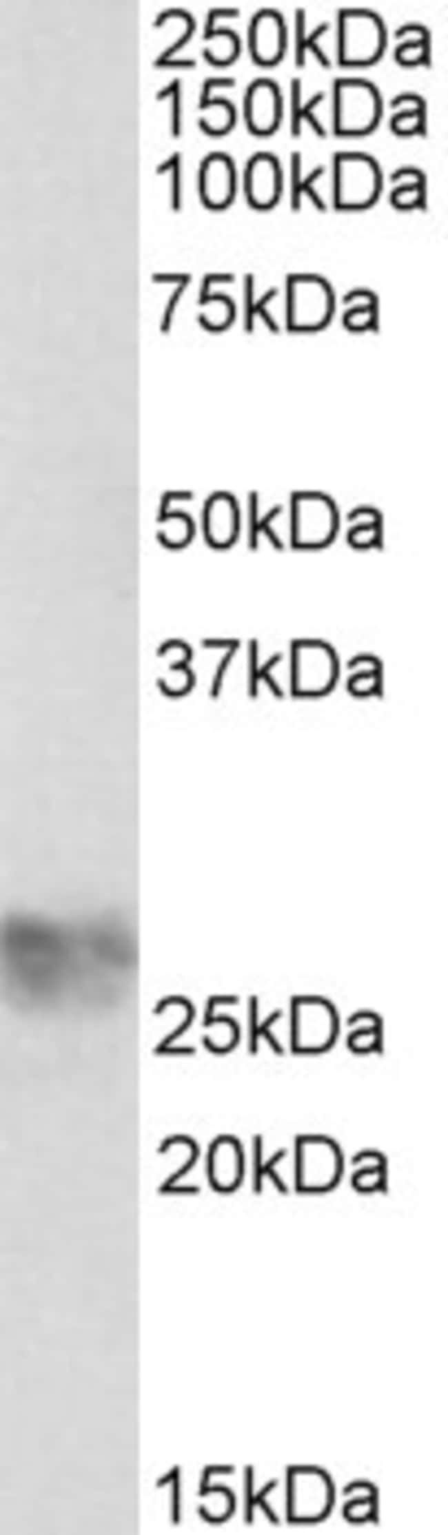 100 UG ICAM-4 / CD242 Antibody