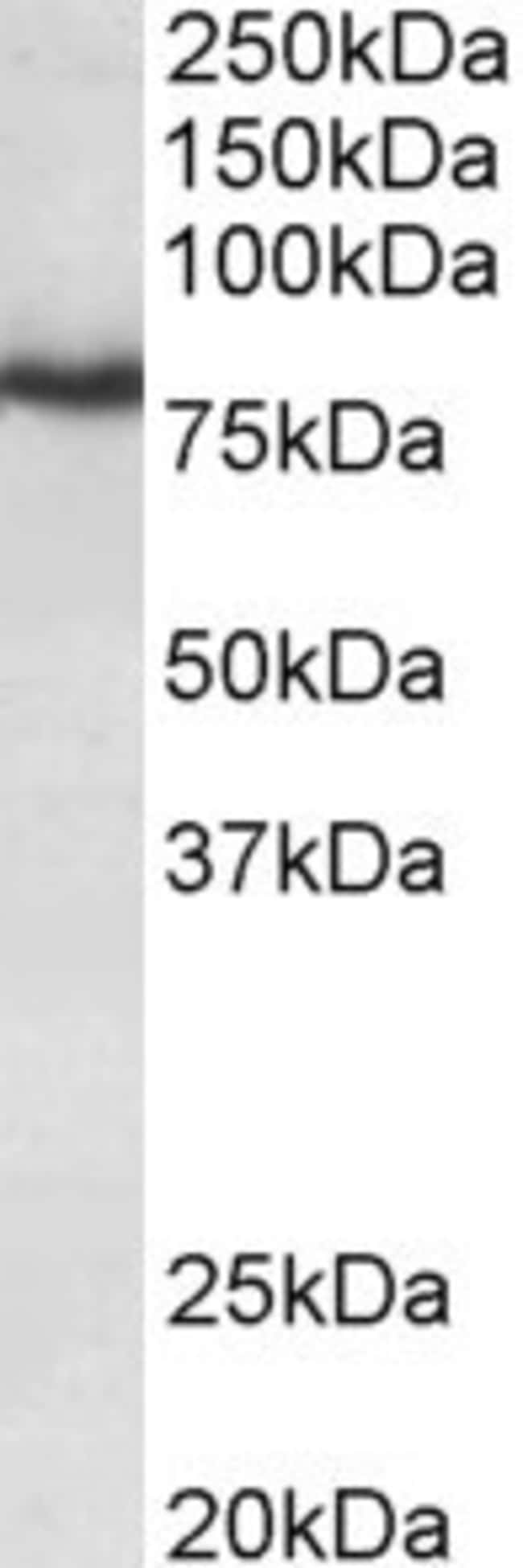 100 UG Kv3.3 / KCNC3 Antibody