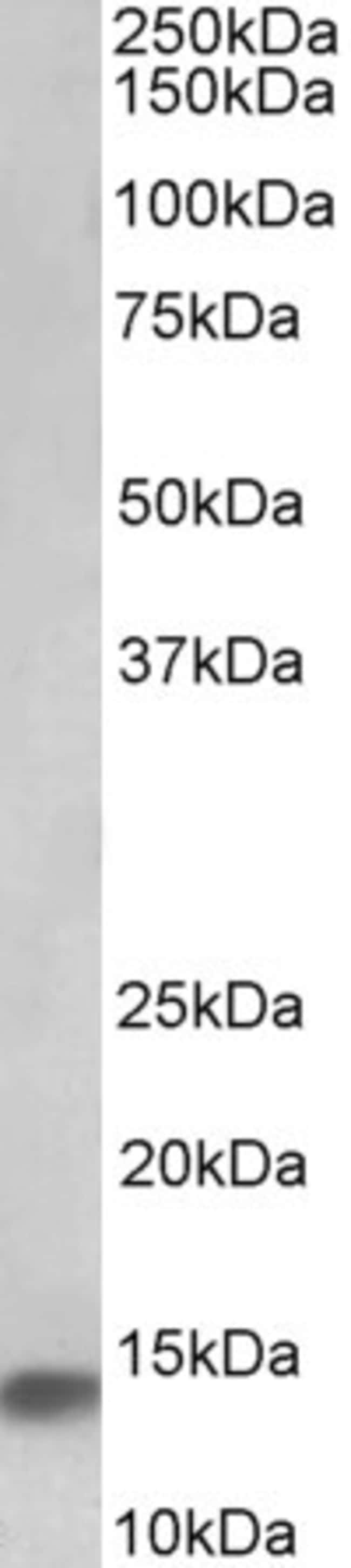 100 UG NDUFA7 Antibody