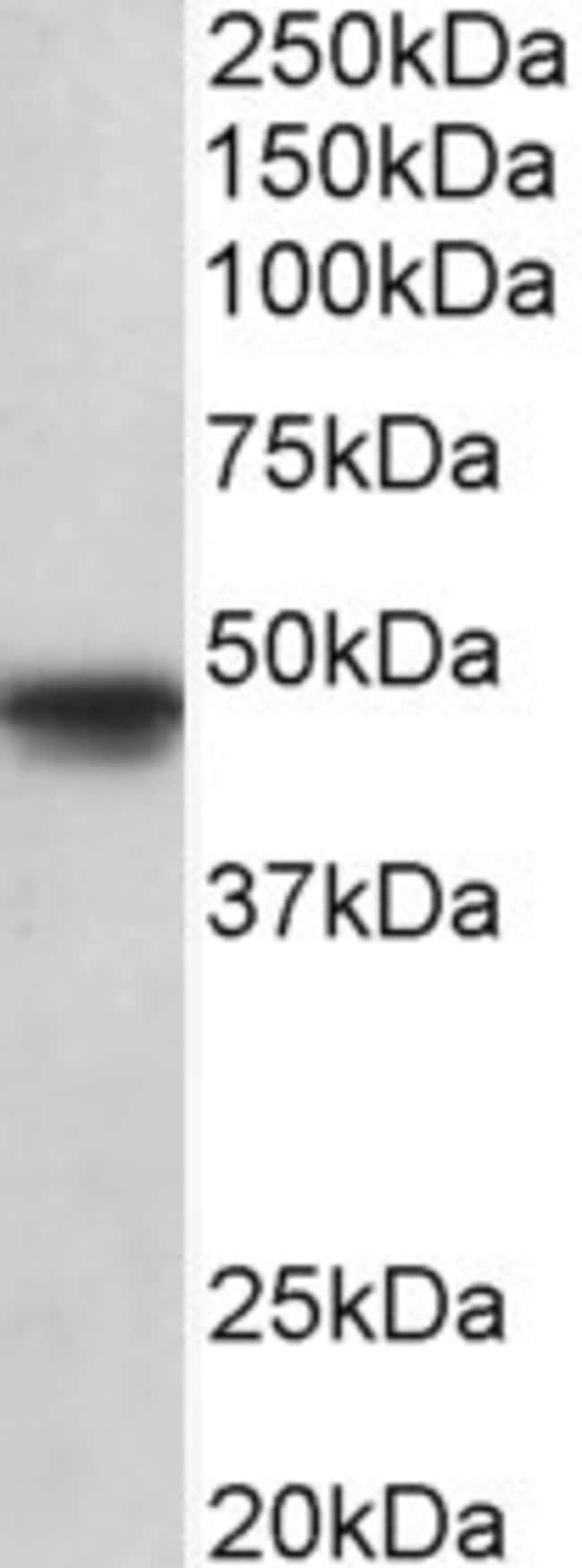 100 UG OCT6 / SCIP Antibody