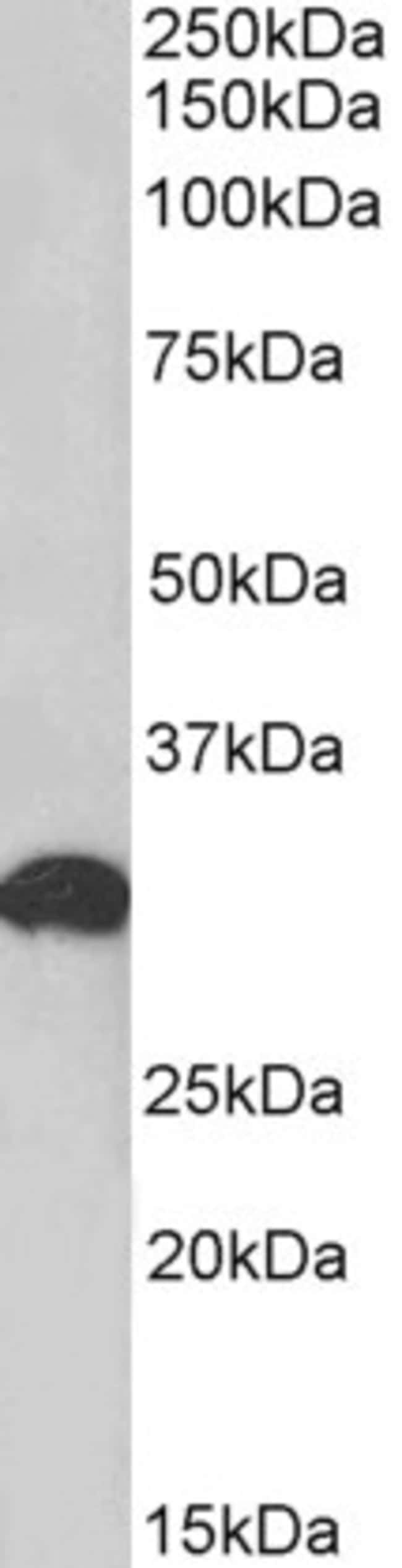 100 UG POU6F1 / Brn-5 Antibody
