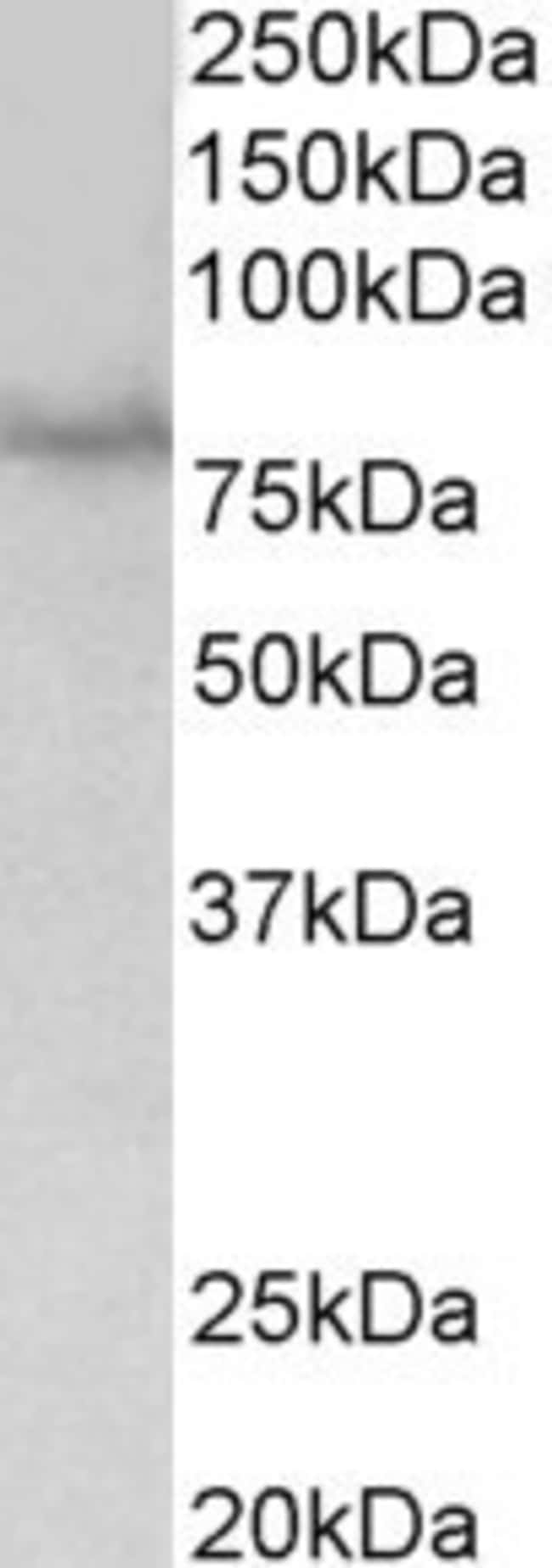100 UG SIM1 Antibody