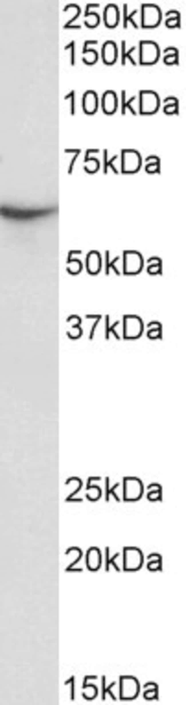 100 UG STXBP3 / Munc18c Antibody