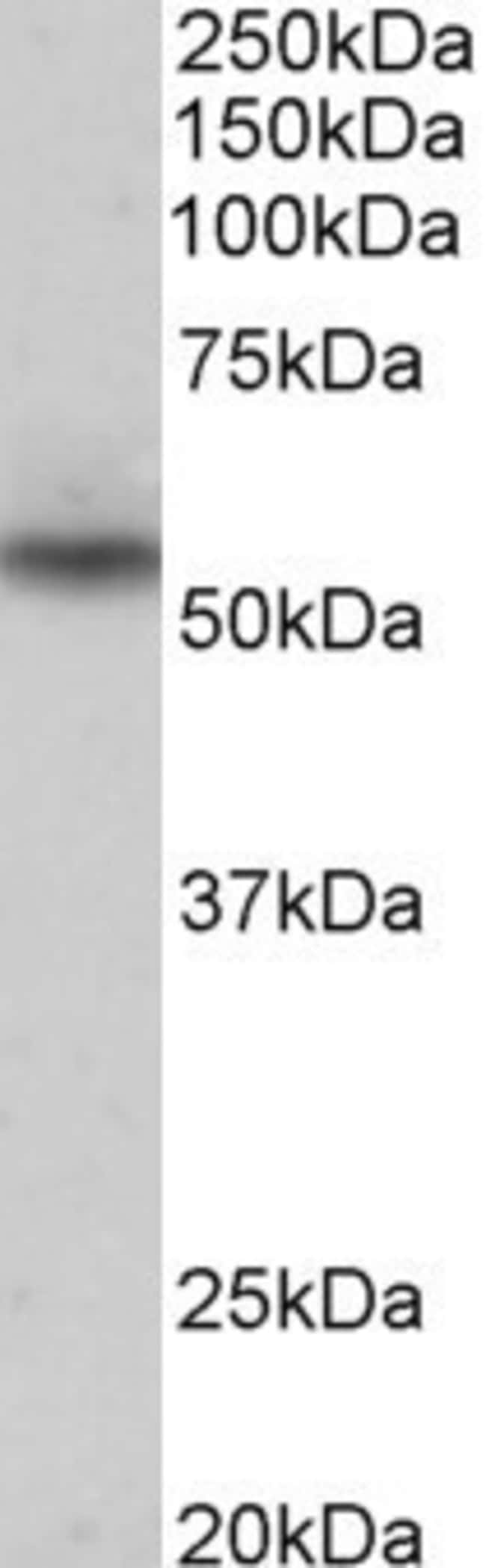 100 UG NPRL3 Antibody