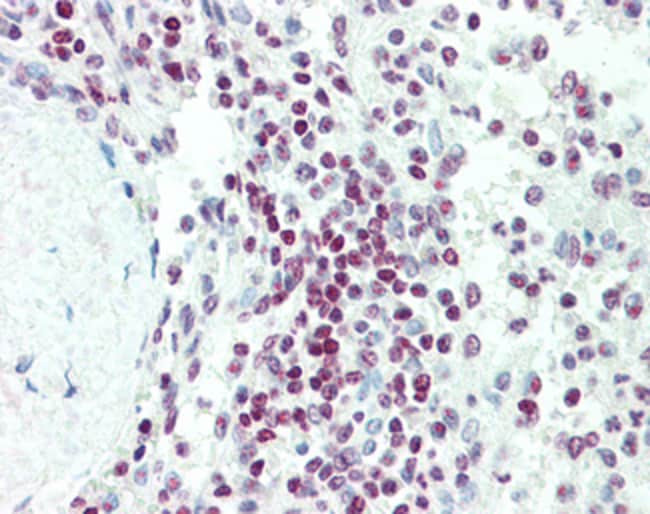 100 UG EDF1 Antibody