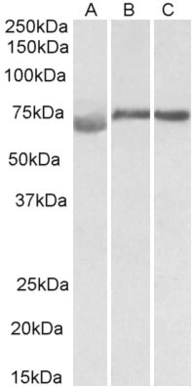 100 UG DMTF1 Antibody