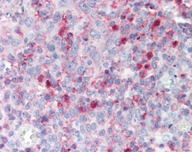 100 UG Spondin-2 / Mindin Antibody