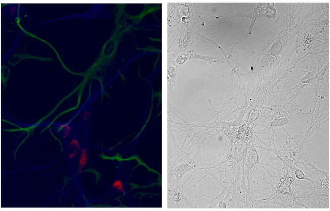 100 UG NSG1 / NEEP21 Antibody