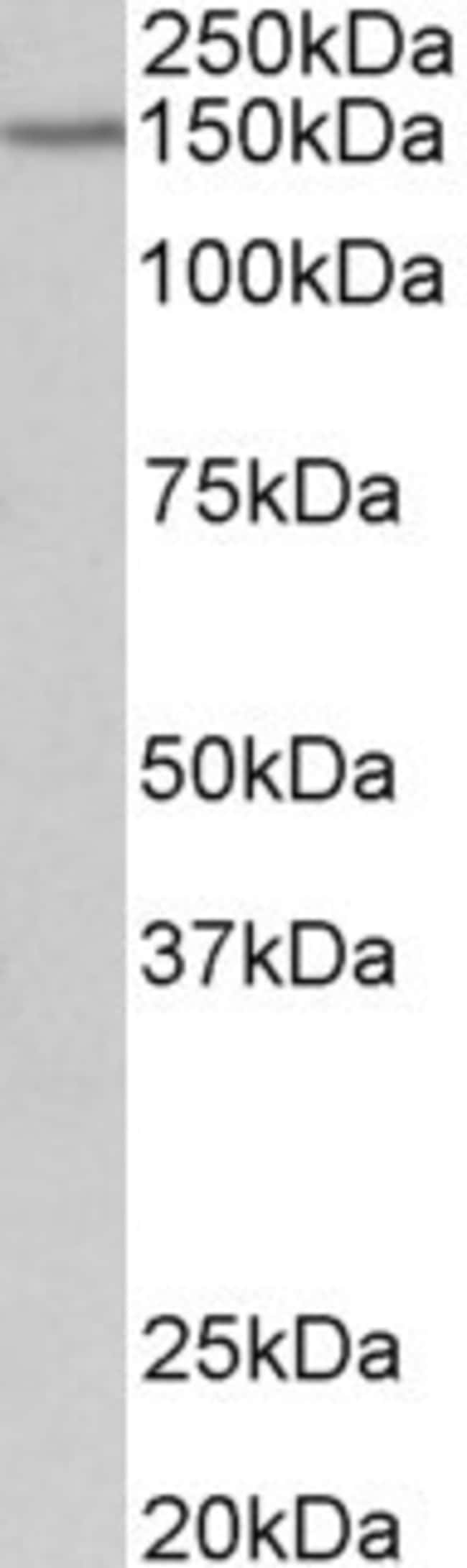 100 UG PCDH17 Antibody
