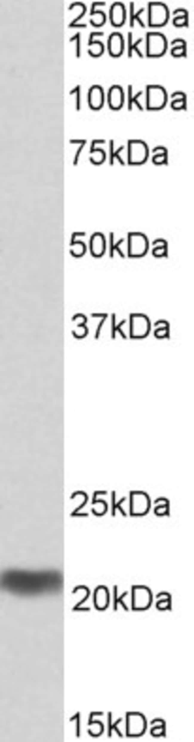 100 UG MRG / MORF4L binding protein Anti