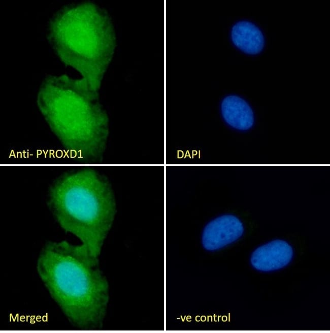 100 UG PYROXD1 / PYRD1 Antibody
