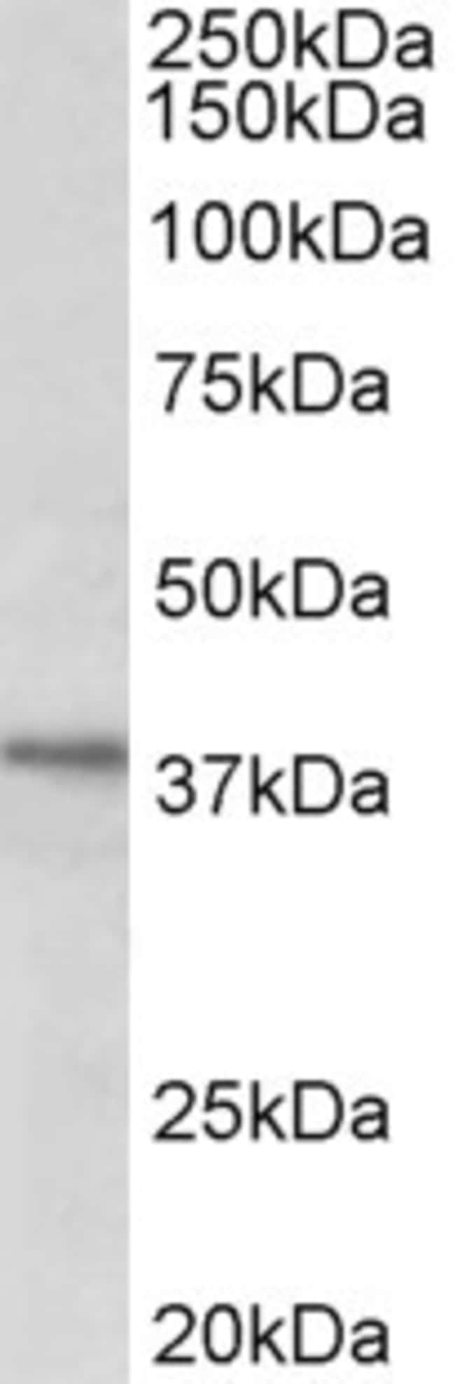 100 UG C12orf29 Antibody